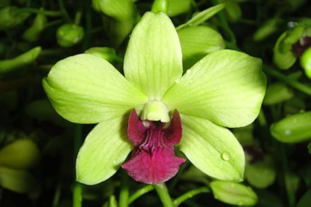 Green Red Dendrobium Flower seeds blooming in flower beds, containers, borders, and pollinator-friendly gardens