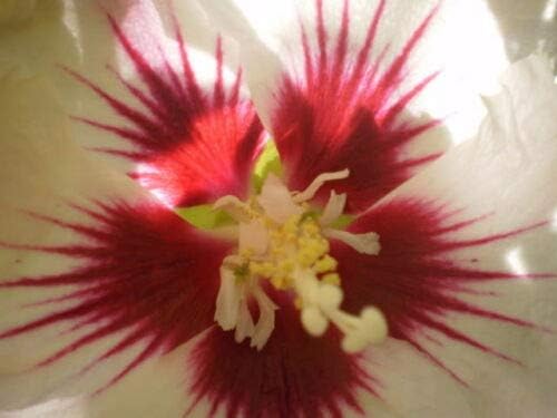 White & Hot Pink Rose Of Sharon Hibiscus Syriacus Flower Tree Bush Jocad Best Selling