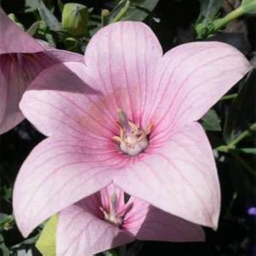 Balloon Flower Platycodon Grandiflorus Pink Seeds for Planting Cottage Garden Edging