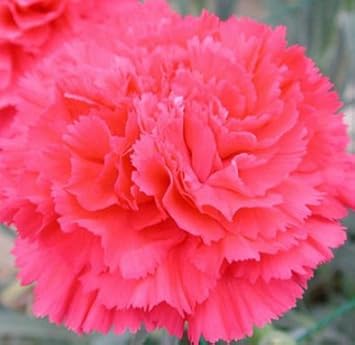 Pink Dianthus Caryophyllus Flower seeds for Planting - Perfect for Borders, Heirloom & GMO Free Seeds for Home Garden
Sale seeds for home garden