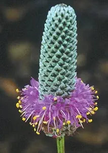 Purple Prairie Clover Seeds for Vibrant, Purple Flowers