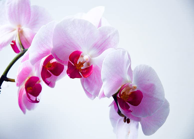 Mini Orchid Phalaenopsis Bonsai Flower Seeds