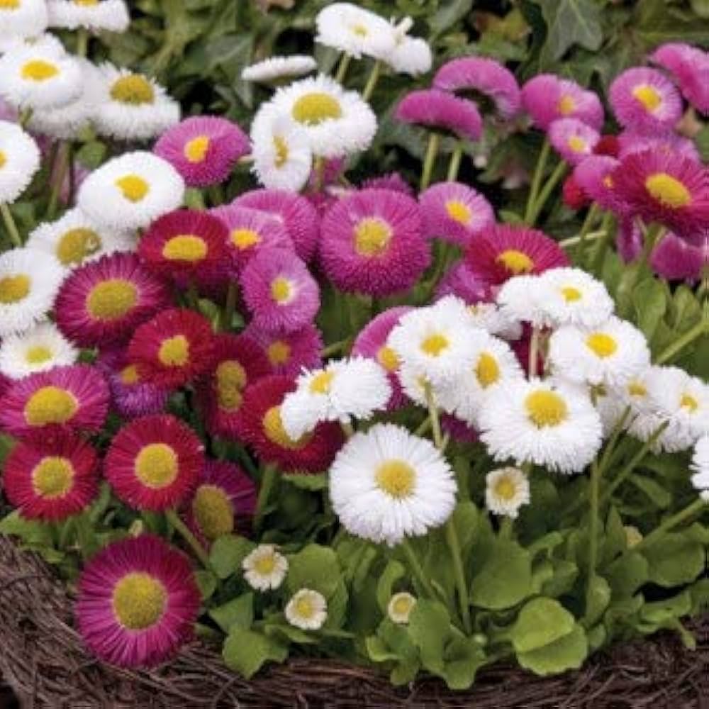 Daisy Lipstick Bellis perennis Flower Seeds for Planting in Flower Bed