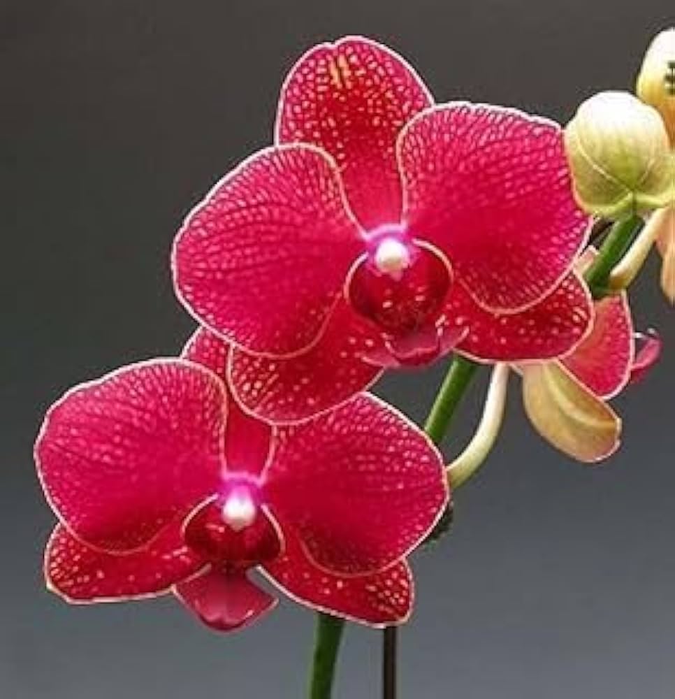 Light Red Orchid Phalaenopsis Seeds for Planting Cut Flower Favorite Heirloom & GMO Free Seeds for Home Garden
Sale