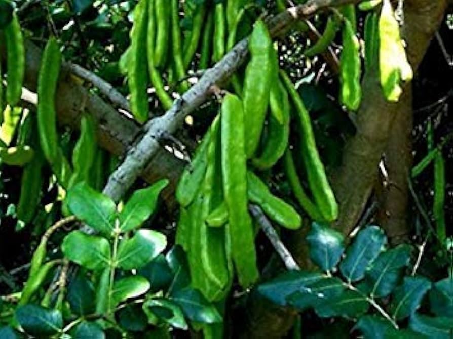 Algarrobo Tree Seeds for Flourishing Gardens