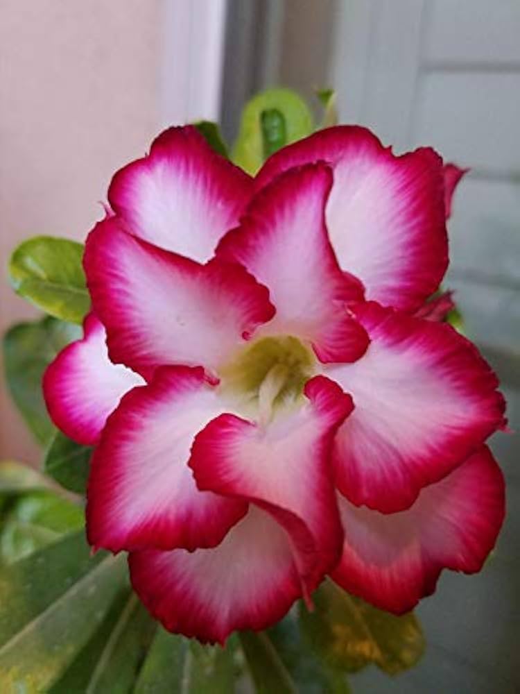 Desert Rose Adenium obesum Seeds for Planting - Great for Urban Garden & Home Garden