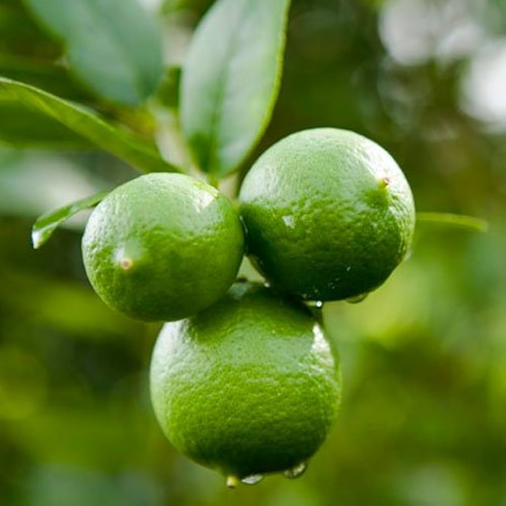 Lime Tree Seeds Citrus aurantiifolia for Planting in Vegetable Patch