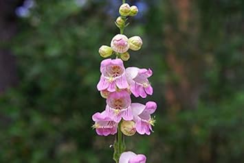 Violet Penstemon Flower seeds for Planting - Hardy Variety, Heirloom & GMO Free Seeds for Home Garden
Sale seeds for planting in home garden