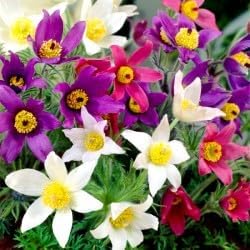 Mixed Anemone Pulsatilla Flower seeds for Planting Easy to Grow Heirloom & GMO Free Seeds For Home Garden
Sale for planting in home garden