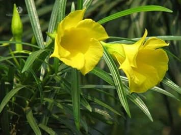 Thevetia Peruviana Flower Seeds – Heirloom Non-GMO Vibrant Blooms for Home Garden Planting
Sale seeds for home garden