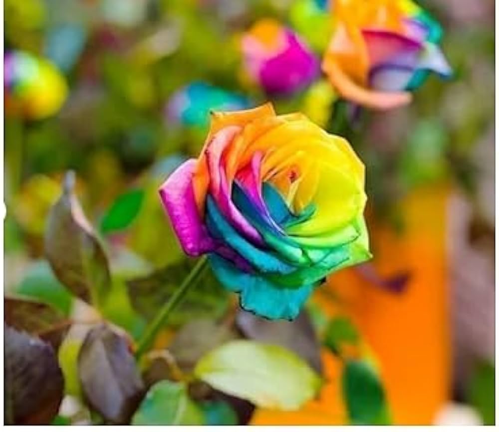 Holland Rainbow Rose Seeds for Planting Rosa hybrida for flower beds and ornamental gardens