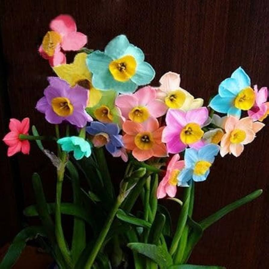 Rainbow Daffodils Seeds Flower seeds for Planting Easy to Grow Heirloom & GMO Free Seeds for Home Garden
Sale