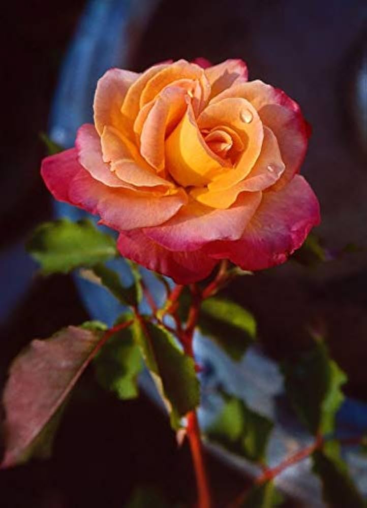Dragon Rose Pink Yellow Flower seeds for Planting - Fragrant Blossoms, Heirloom & GMO Free Seeds for Home Garden