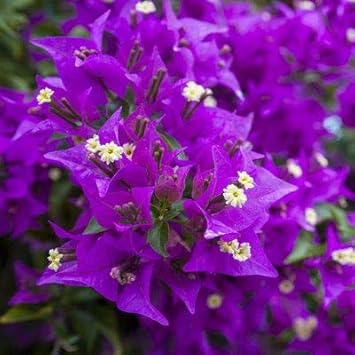 Deep Red Orchid Flower Seeds – Colorful Display Heirloom & NonGMO Seeds for Planting Home Garden
Sale for planting in home garden