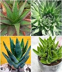 Mixed Aloe Vera Flower seeds for Planting - Cottage Garden Essential, Heirloom & GMO Free Seeds for Home Garden
Sale seeds for home garden