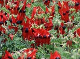 Sturt's Flower seeds for Planting - Fragrant Blossoms, Heirloom & GMO Free Seeds for Home Garden
Sale seeds for home garden