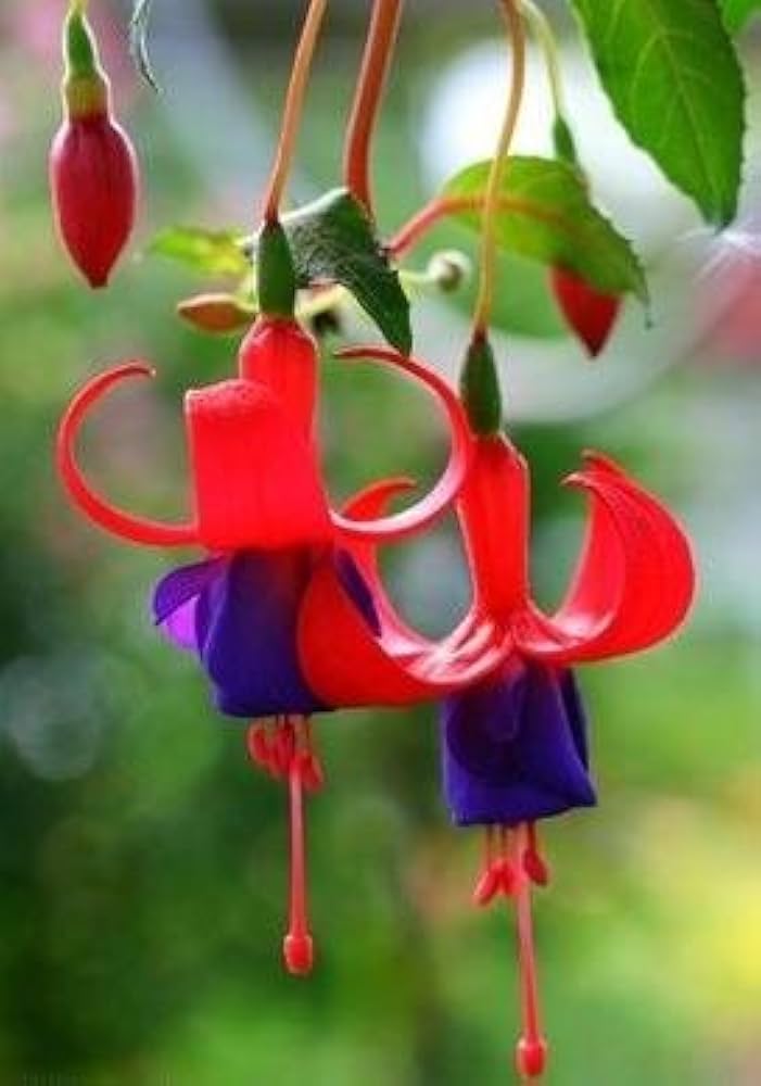 Fuchsia & Begonia Fuchsia spp. & Begonia spp. Seeds for Planting - Ideal for Hanging Baskets & Flower Bed