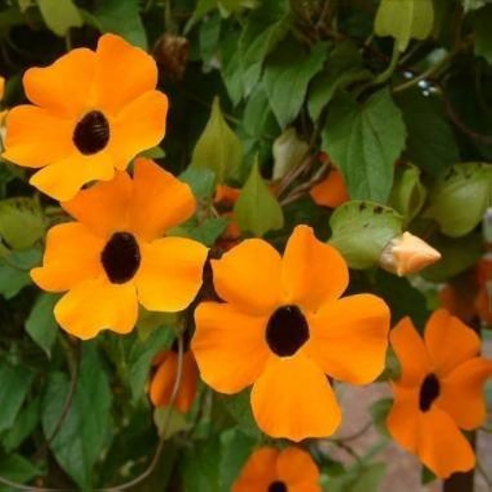 Black Eyed Susan Vine Seeds – Fast-Growing Flower for Bees and Butterflies