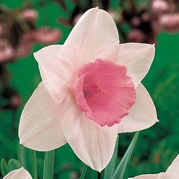 Pale Pink Narcissus Flower seeds blooming in flower beds, containers, borders, and pollinator-friendly gardens