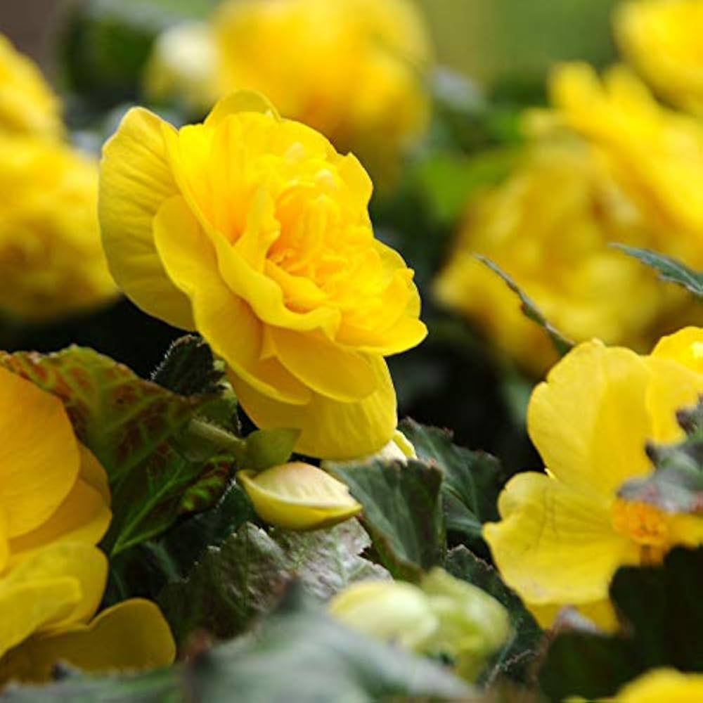 Plant Light Yellow Begonia Flower Seeds Perfect for Your Garden