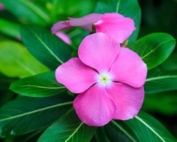 Light Pink Periwinkle Flower seeds blooming in flower beds, containers, borders, and pollinator-friendly gardens