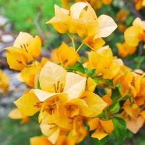 Bougainvillea Flower seeds for Planting - Colorful Display, Heirloom & GMO Free Seeds for Home Garden
Sale for planting in home garden.