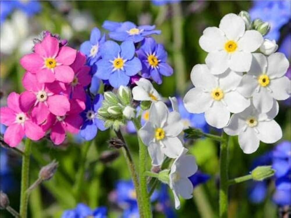 Forget-Me-Not Myosotis sylvatica Mixed Seeds for Planting - Ideal for Flower Bed & Urban Garden