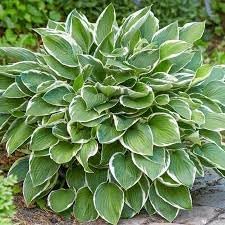Hosta Perennial Flower seeds for Planting - Easy to Grow, Heirloom & GMO Free Seeds for Home Garden
Sale seeds for home garden