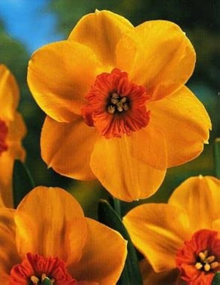 Orange Narcissus Flower Seeds for Planting Colorful Display Heirloom & GMO Free Seeds for Home Garden
Sale