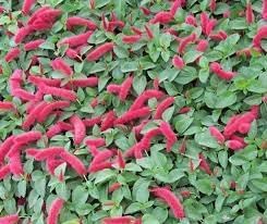 Acalypha Flower seeds for Planting - Hardy Variety, Heirloom & GMO Free Seeds for Home Garden
Sale seeds for home garden