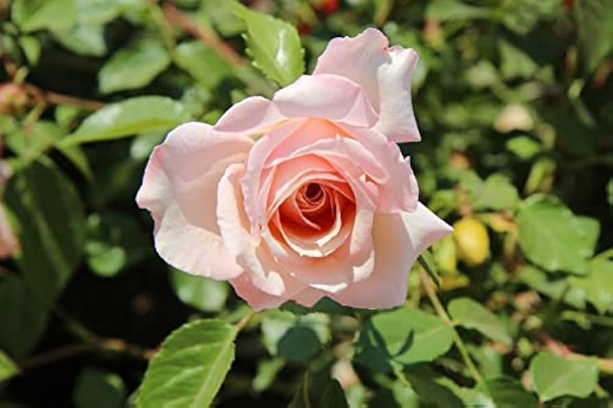 Rose Rosa spp. Seeds for Planting - Perfect for Flower Bed & Urban Garden