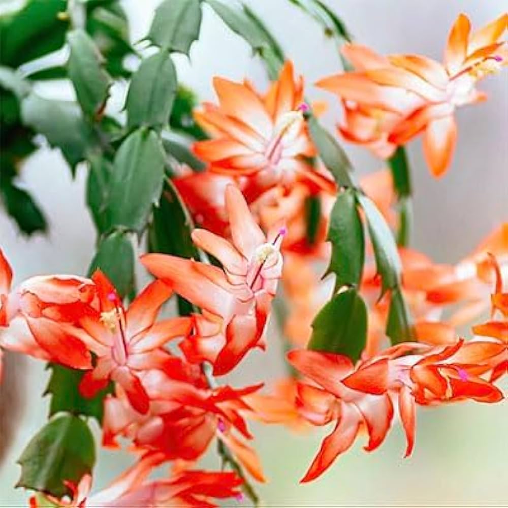 Orange Schlumbergera Flower Planting Seeds - Brighten Your Garden with Stunning Blooms