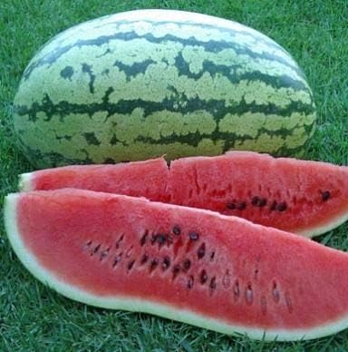 Klondike Striped Blue Ribbon Watermelon Seeds for Unique Watermelon Varieties Fruit Seeds for Home Gardens, Raised Beds & Outdoor Growing