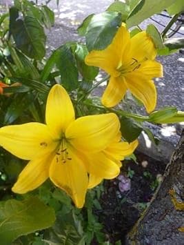 Yellow Hippeastrum Flower seeds for Planting Drought Tolerant Heirloom & GMO Free Seeds for Home Garden
Sale for planting in home garden