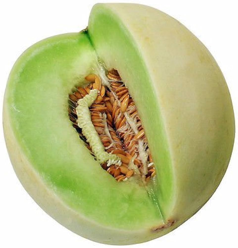 Pflanz Jumbo-Melone-Samen