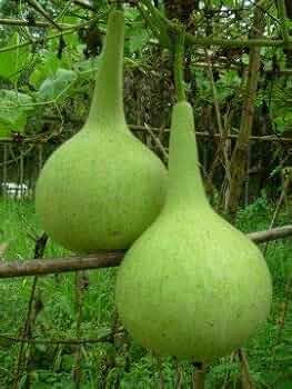 Dipper Pumpkin Seeds for Planting Grow Your Own Pumpkins