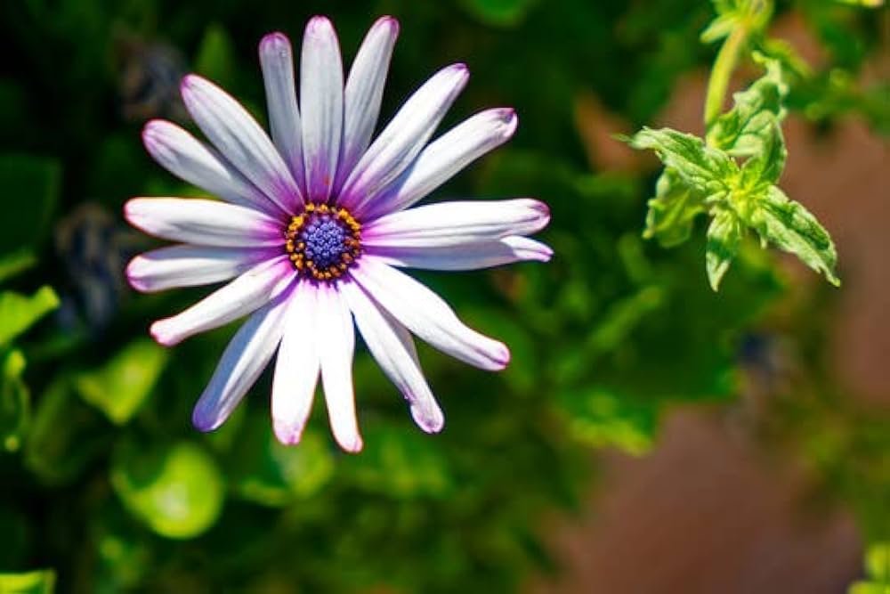 White African Daisy Seeds for Bright, Long-Blooming Flowers