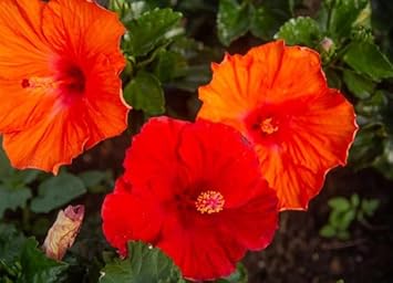 Violet Daffodil Flower Seeds for Planting – Heirloom NonGMO Organic Garden Seeds with High Germination
Sale for planting in home garden
