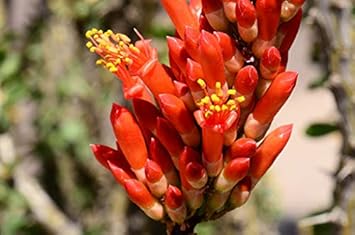 Ocotillo Fouquieria Splendens Flower seeds for Planting - Sun Loving, Heirloom & GMO Free Seeds for Home Garden
Sale seeds for home garden