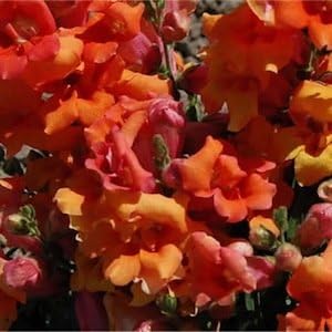 Orange Snapdragon Flower seeds blooming in flower beds, containers, borders, and pollinator-friendly gardens