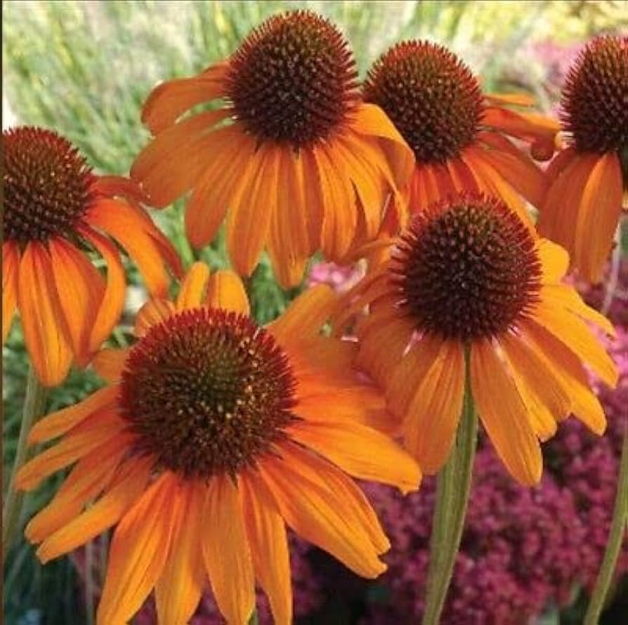 Orange Echinacea Seeds Echinacea purpurea for Planting in Flower Bed and Pollinator Garden