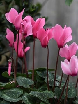 Cyclamen Light Pink Flower seeds for Planting - Garden Favorite, Heirloom & GMO Free Seeds for Home Garden
Sale for planting in home garden