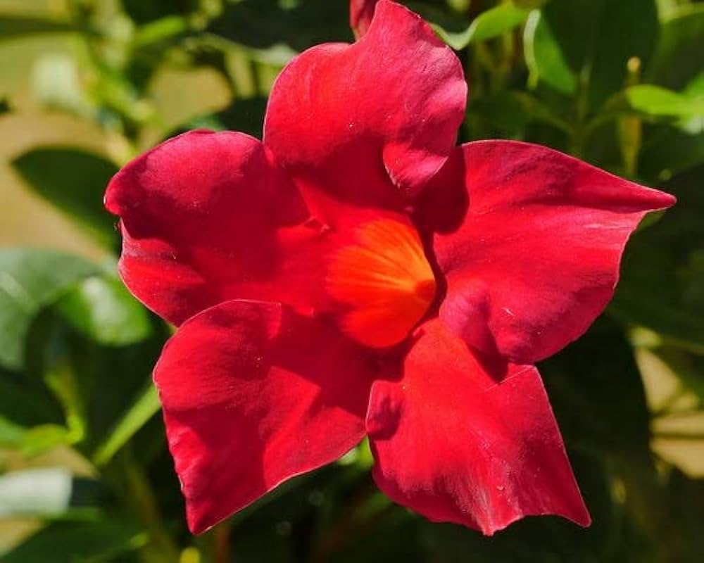 Rare Dipladenia Sanderi Mandevilla Seeds