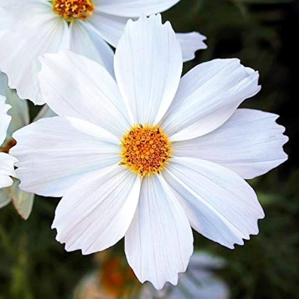 White Cosmos Flower seeds for Planting - Sun Loving, Heirloom & GMO Free Seeds for Home Garden
Sale seeds for home garden