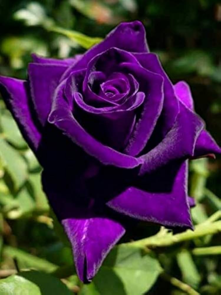 Thick Purple Flower seeds for Planting - Fragrant Blossoms, Heirloom & GMO Free Seeds for Home Garden