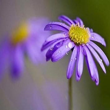 Blue Brachycome Flower seeds for Planting - Shade Tolerant, Heirloom & GMO Free Seeds for Home Garden
Sale for planting in home garden.