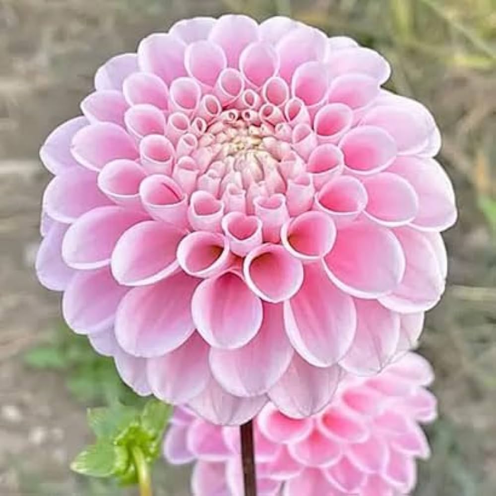 Pink Pompon Dahlia Flower seeds blooming in flower beds, containers, borders, and pollinator-friendly gardens
