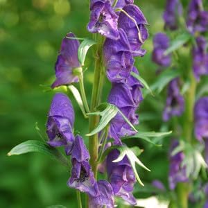 Monkshood Poisonous Flower seeds for Planting - Vibrant Colors, Heirloom & GMO Free Seeds for Home Garden
Sale seeds for home garden