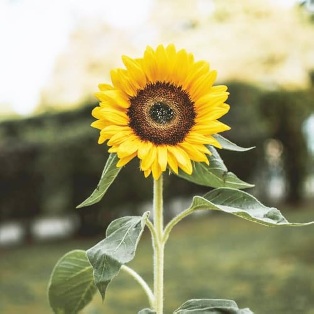 Dwarf Sunflower Seeds, Real Mini Helianthus Annus Seeds