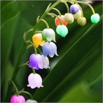 Mixed Bell Orchid Flower seeds for Planting - Seasonal Bloomer, Heirloom & GMO Free Seeds for Home Garden
Sale seeds for home garden